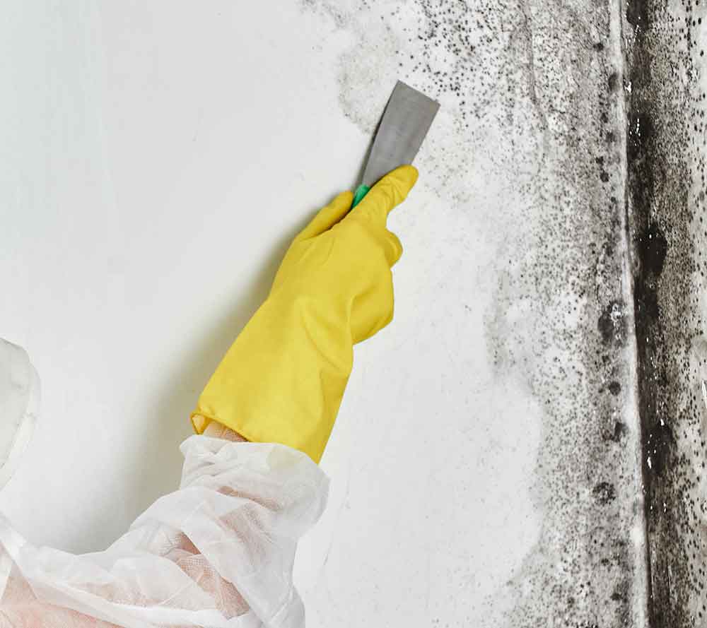 Mould Removal