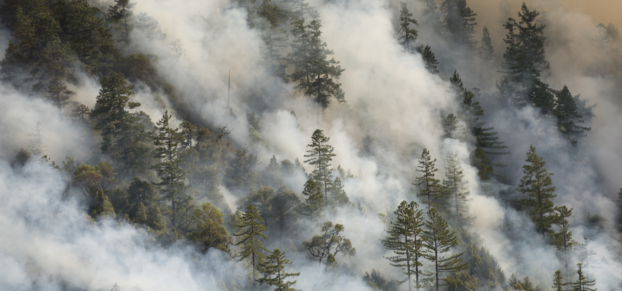 Wildfire spreading through forest
