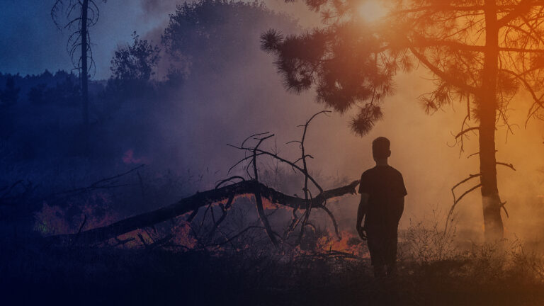 wildfire recovery guide