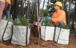 Equipo de First Onsite plantando árboles jóvenes en bolsas de tierra para reforestación