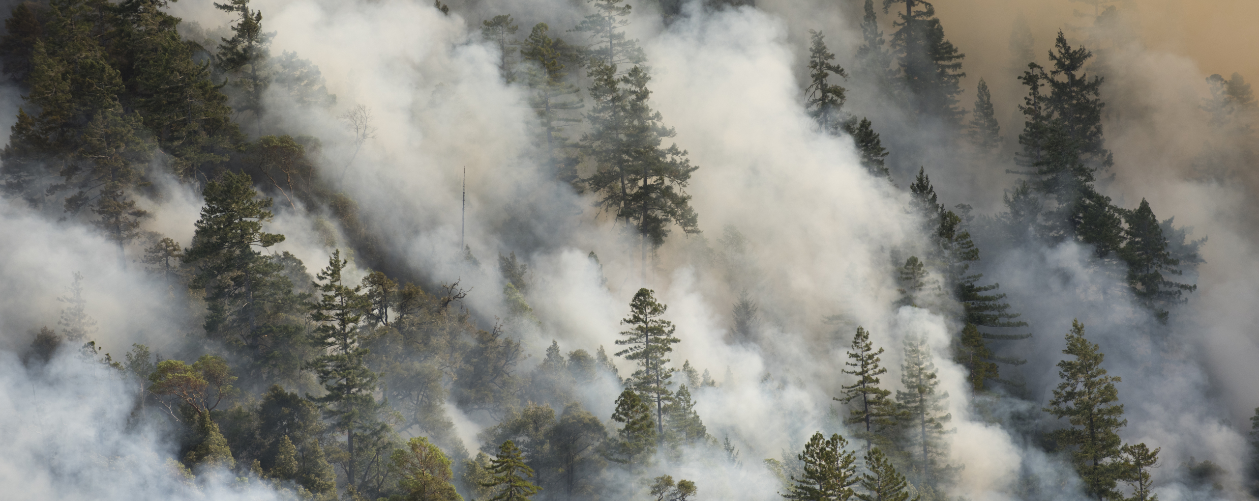 Restauración de incendios forestales en Mendocino, CA