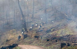 First Onsite crew working through smoky forest in a post-wildfire restoration effort.
