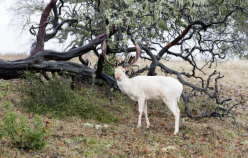 A white deer foraging near a fire charred tree in a recovering forest area.