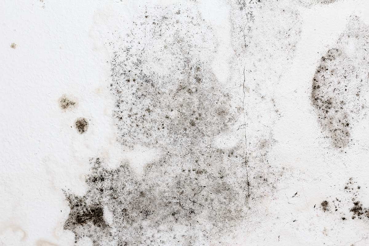 mold growing on drywall